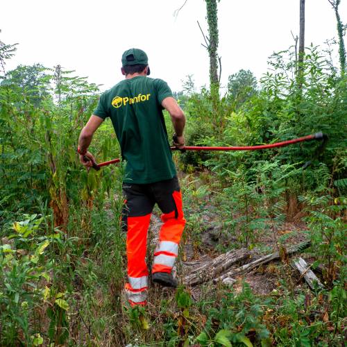 Dgagement des jeunes plantations forestires