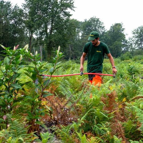 Dgagement des jeunes plantations forestires