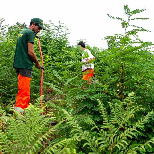 Dgagement des jeunes plantations forestires