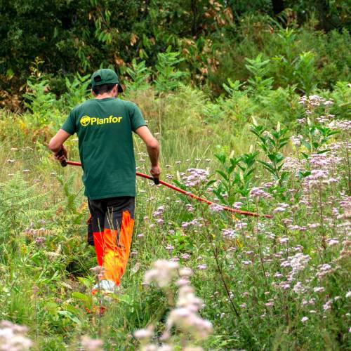 Dgagement des jeunes plantations forestires