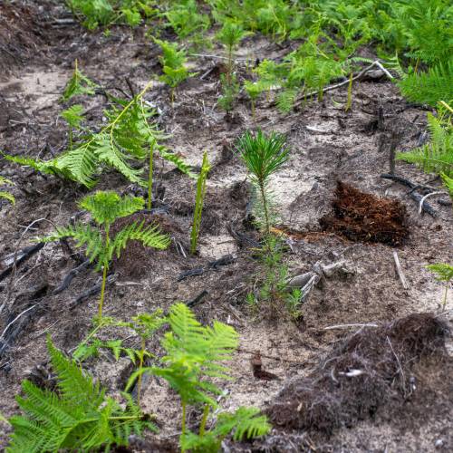 Dgagement des jeunes plantations forestires