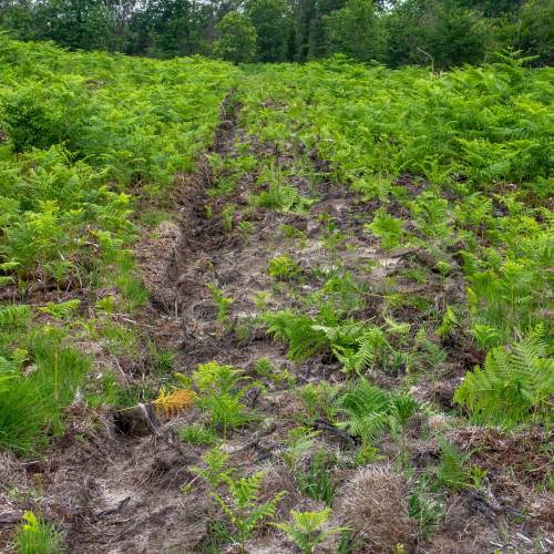 Dgagement des jeunes plantations forestires