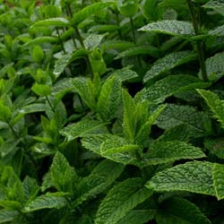 Menthe Poivrée BIO en vrac pour Infusion | Herboristerie Sammut
