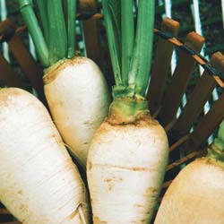 Graines De Navet 'Blanc Dur D'Hiver' - 250 Graines, Variété Rustique Pour Potager, Récolte Automne/hiver, Facile à Cultiver