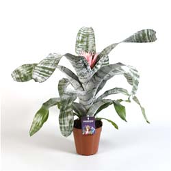 creeping plants Creeping Inch Plant