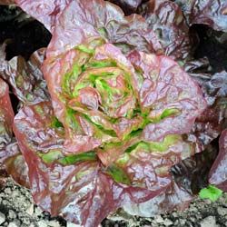 Graines De Laitue Pommée Rouge Merveille Des 4 Saisons Bio - 250 Graines AB, Résistante, Pour Potager