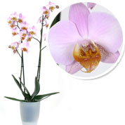 Orchidée Rose + Cache pot Transparent - Vente en ligne au meilleur prix