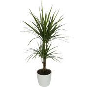 Plante d'intérieur - Dracaena 2 troncs + Pot Blanc - Vente en ligne au  meilleur prix